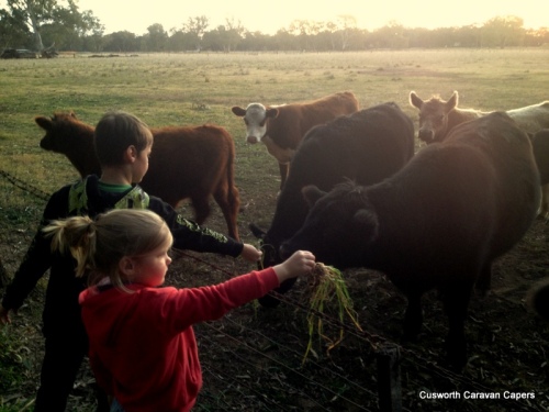 Feeding our bovine buddies